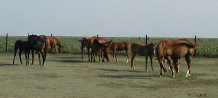 mares and foals in colby kansas