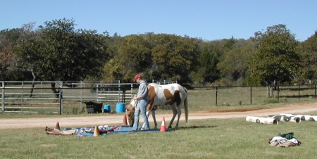horse walking over tarp
