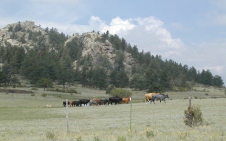 Cow heading toward water in Colorado