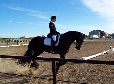Friesian being tested for movement