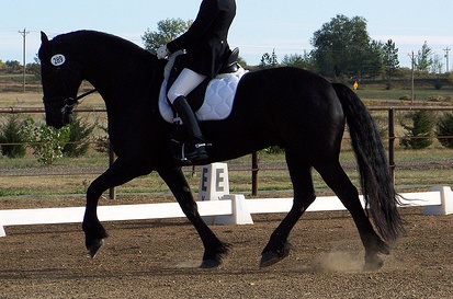 Friesian with rider's head not showing