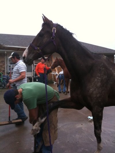 Warmblood getting front foot trimmed