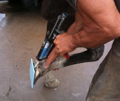 Farrier injecting silicone gel directly between hoof and pad