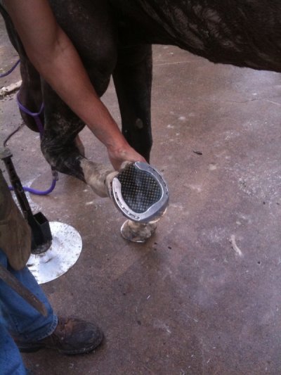 Mesh pad for thin flat soled horse