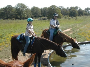 Horses drinking from water tank