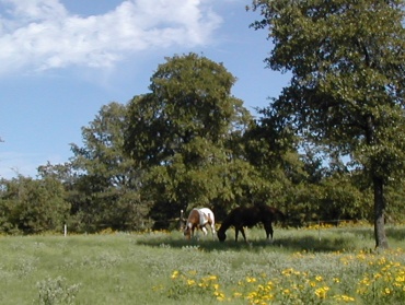 Two horses grazing in green pasture.