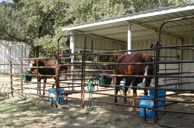 Covered paddock facility at Grasslands.