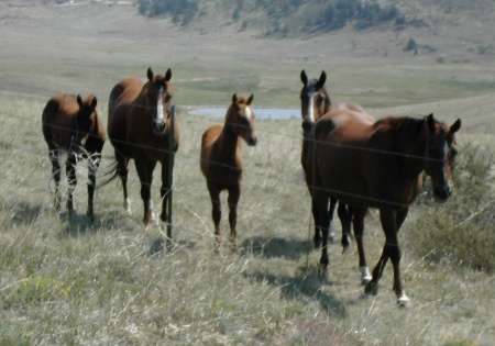 mares and foals in a mountain pasture