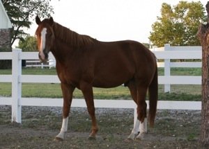 Quarter Horse Cinnamon