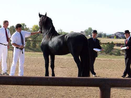 Solid looking friesian horse