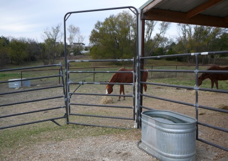 horses in paddock