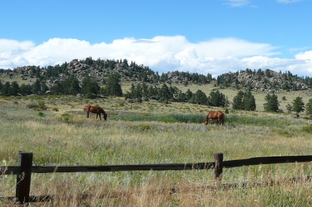 wooden fence with horses