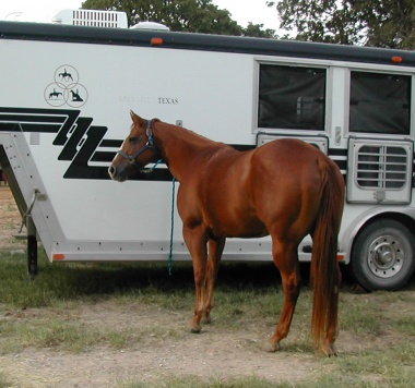 Zippy horse tied to trailer
