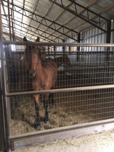 Horse in wire wall stall