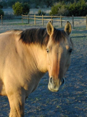 Buckskin horse