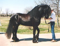 Friesian Stallion