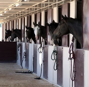 Horses looking out of their stalls