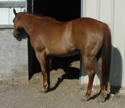 After horse color enhancing shampoo