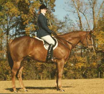 Quarter horse mare Annie