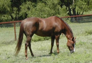 Quarter horse mare grazing.