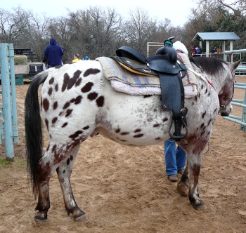 Leopard Appaloosa