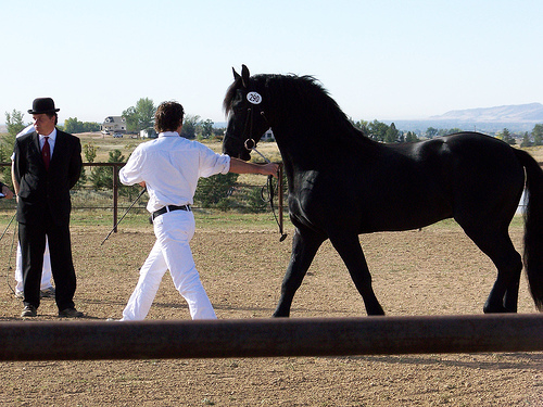 Friesian horse at Keuring