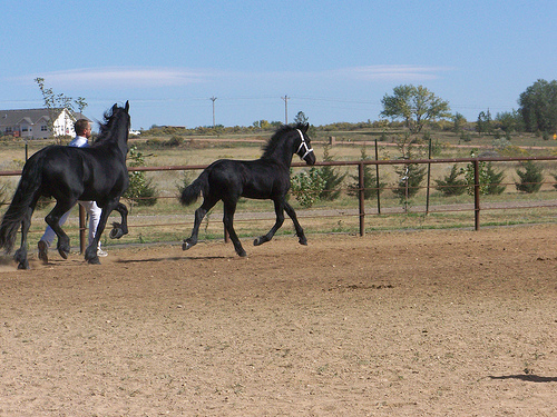 baby friesian