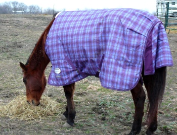 horse blanket