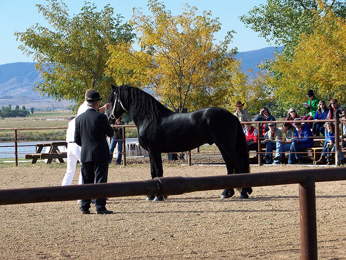 Beautiful Friesian horse