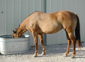 Sun bleached horse coat