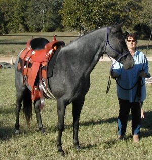 Black roan horse