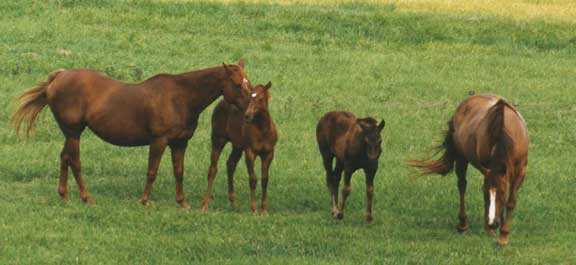 broodmares and foals