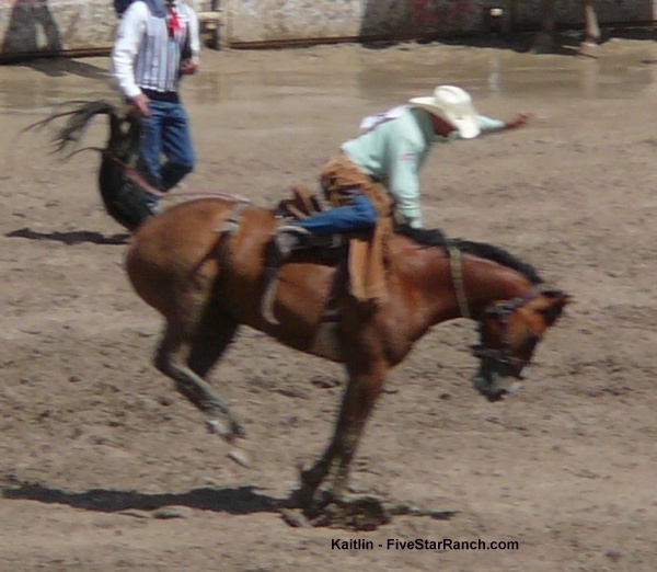 Bucking horse