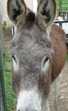 burro face