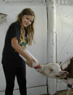 Calf feeding time at the barn