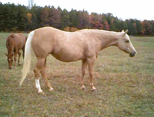 palomino horse with black mane