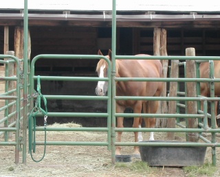 Covered horse pen at Western Ridge