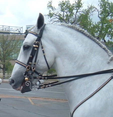 Lipizanner Stallions before the show