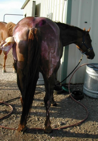 during color enhancing shampoo