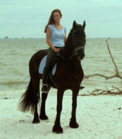 Friesian horse on the beach