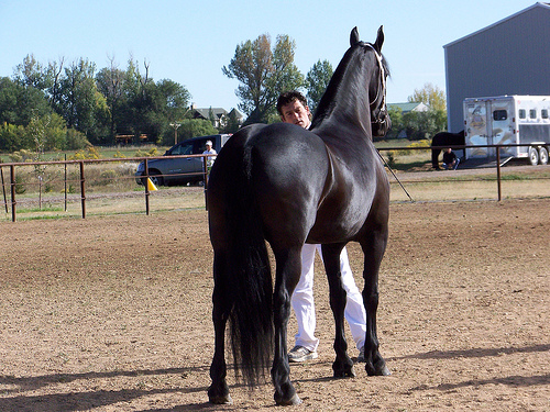 Friesian horse viewed from the rear during Kuering