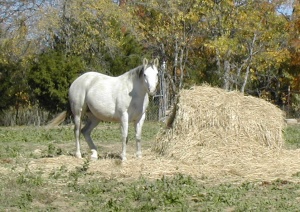 Gray horse