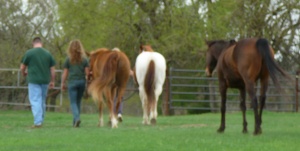 horse as friends