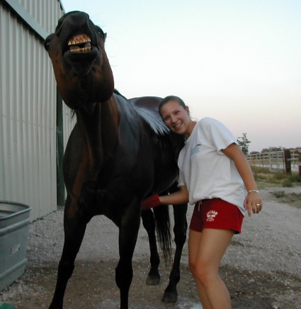 horse getting massage on belly