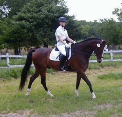 Warmblood at dressage show