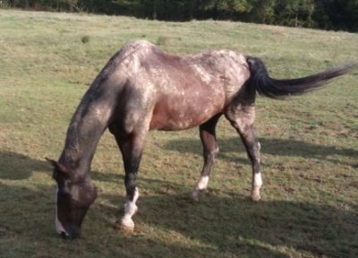 Bay horse as a mud ball