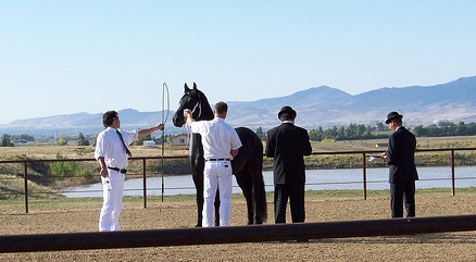 Friesian keuring inspection process