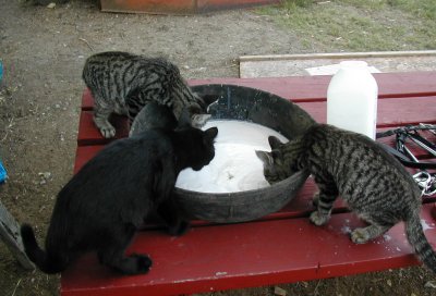 Barn cats drinking milk