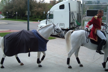 Lipizanner Stallions before the show