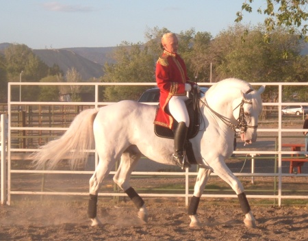 Lipizanner Stallion warming up